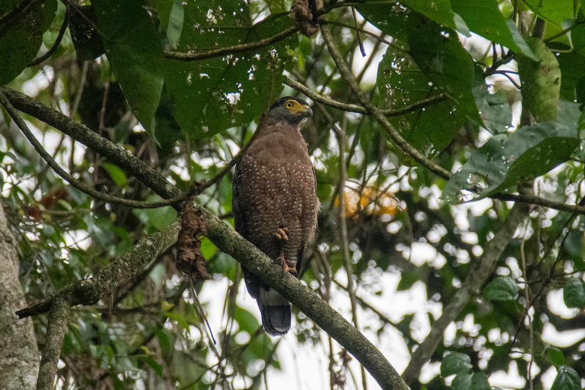 Crested Serpent-Eagle - ML640796702