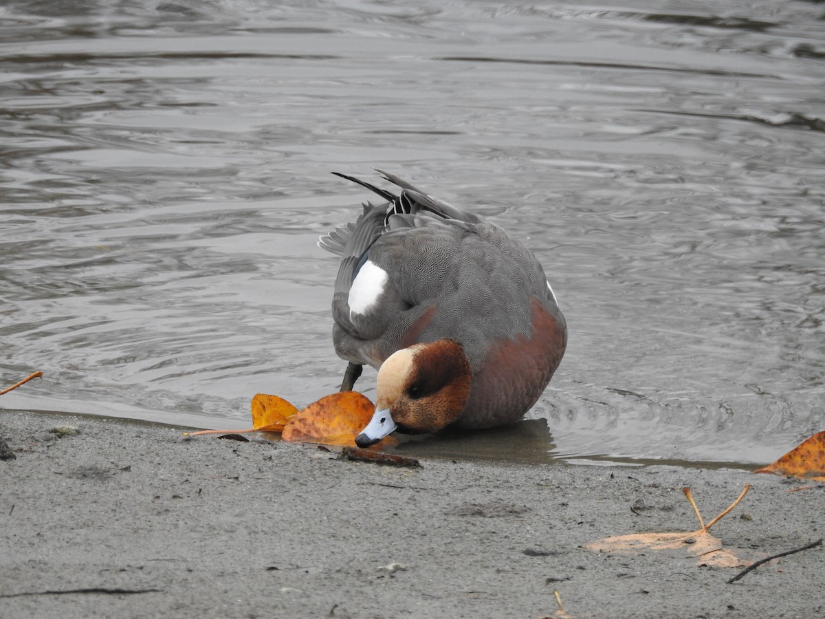 Eurasian Wigeon - ML640796760