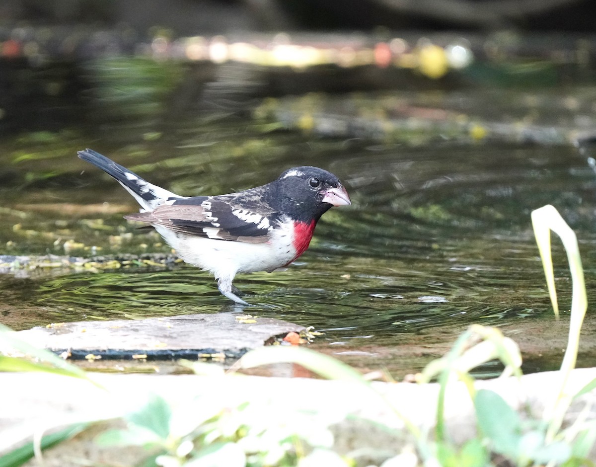Rose-breasted Grosbeak - ML640796774