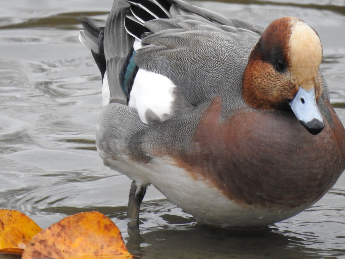 Eurasian Wigeon - ML640796775