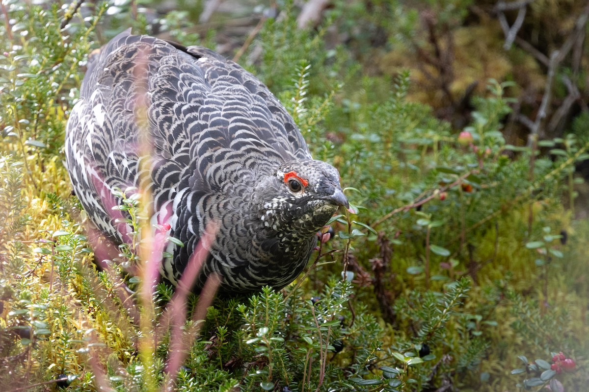 Spruce Grouse - ML640796797