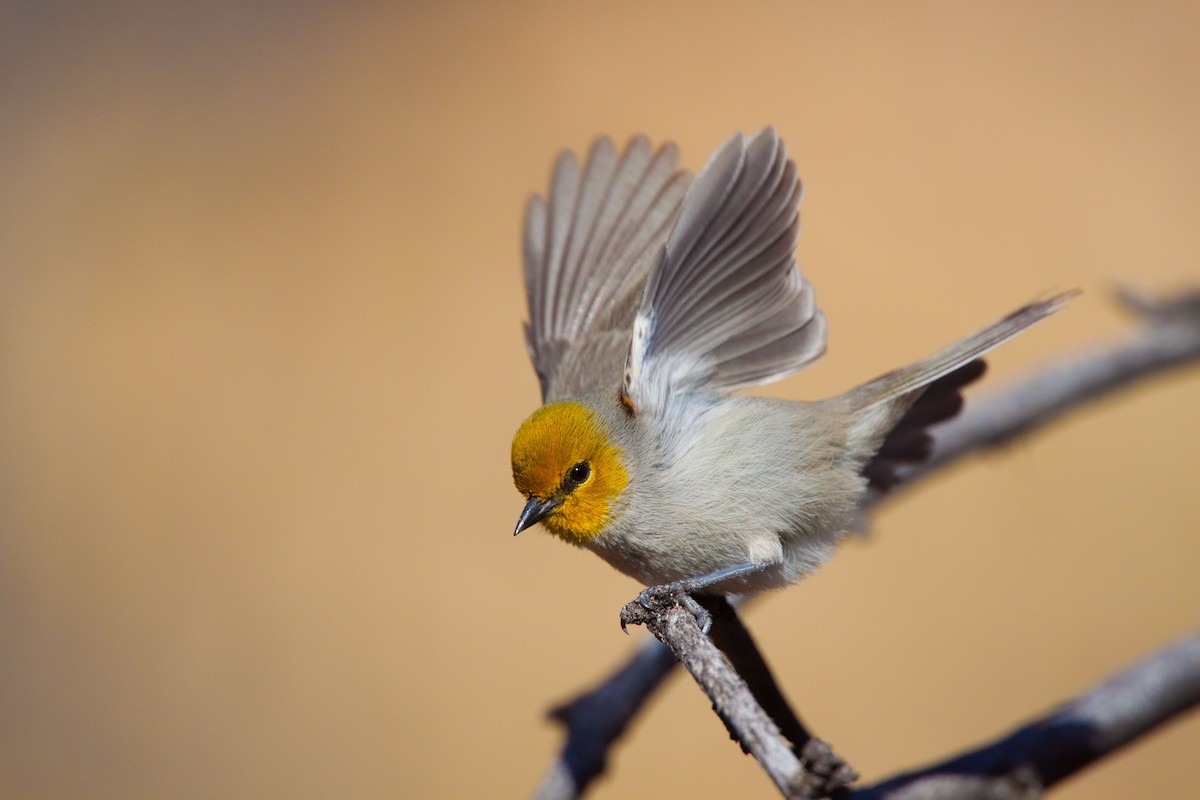 Verdin - ML640796873