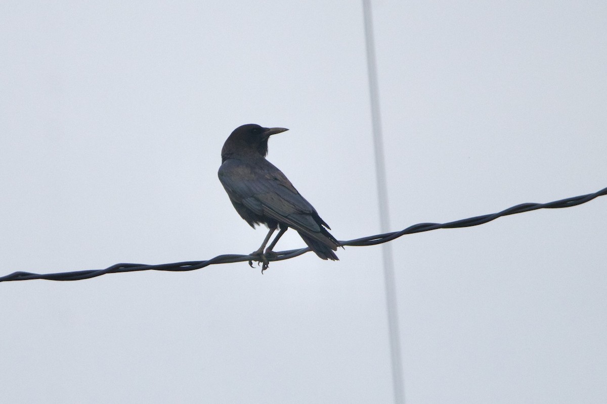 Cape Crow - ML640796891