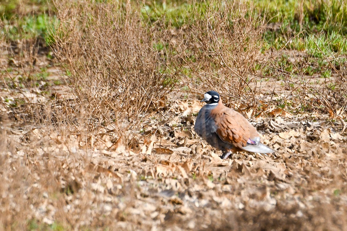 クマドリバト - ML640796948