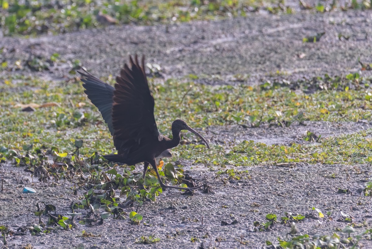 Glossy Ibis - ML640796954