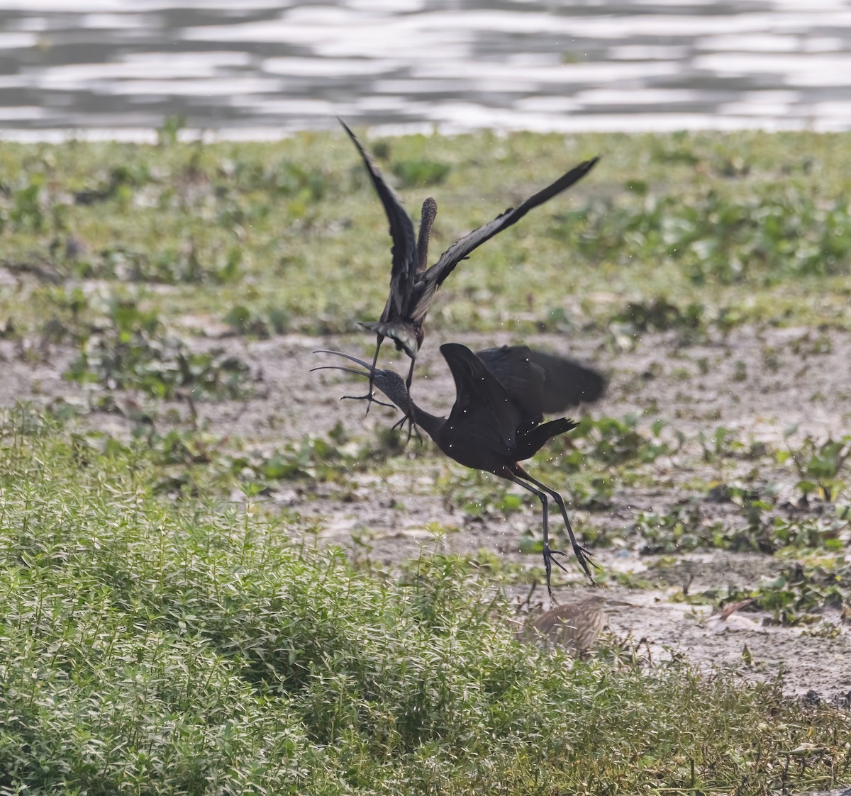 Glossy Ibis - ML640796955