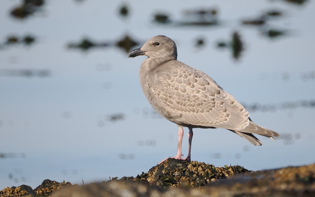 Glaucous-winged Gull - ML640796980