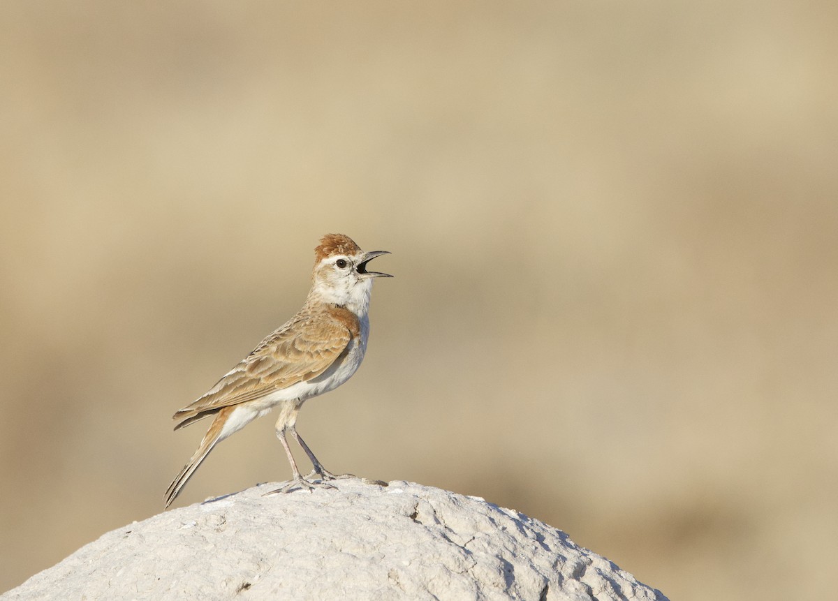Red-capped Lark - ML640796985