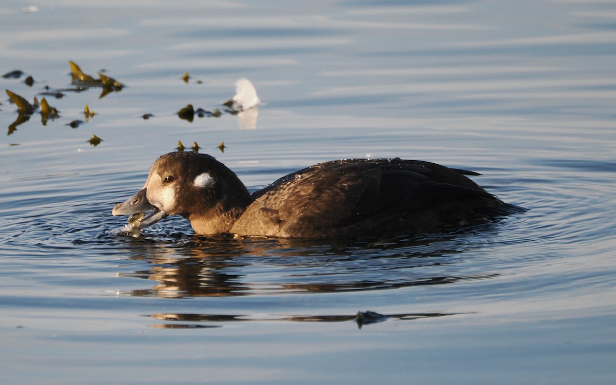 Harlequin Duck - ML640796996