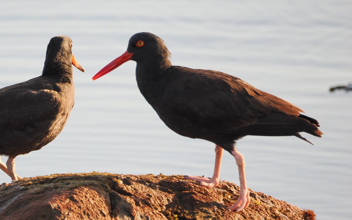 Black Oystercatcher - ML640797006