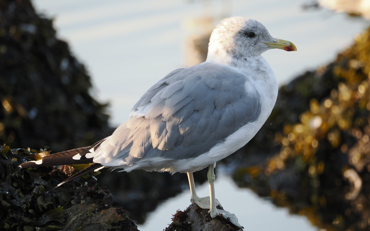 California Gull - ML640797013
