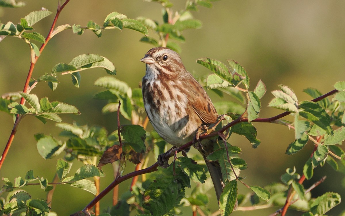 Song Sparrow - ML640797016