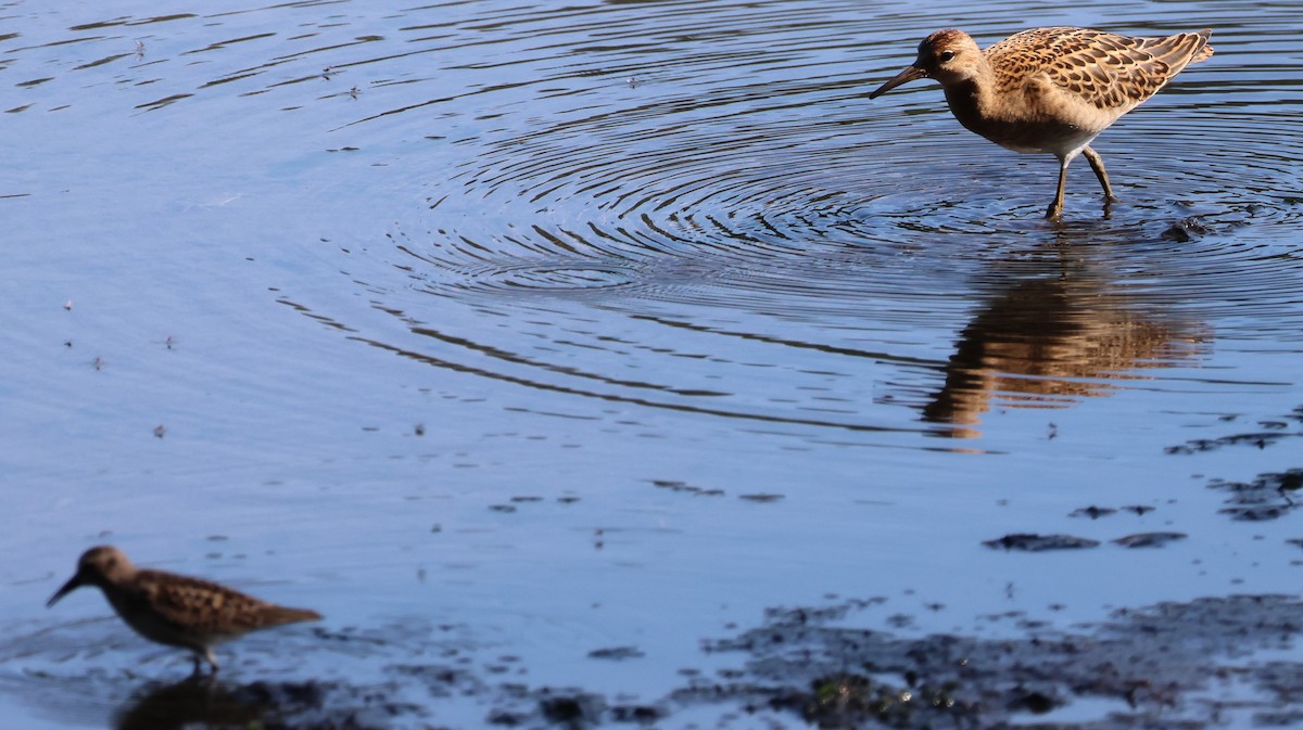 Ноцоо элсэг - ML640797019