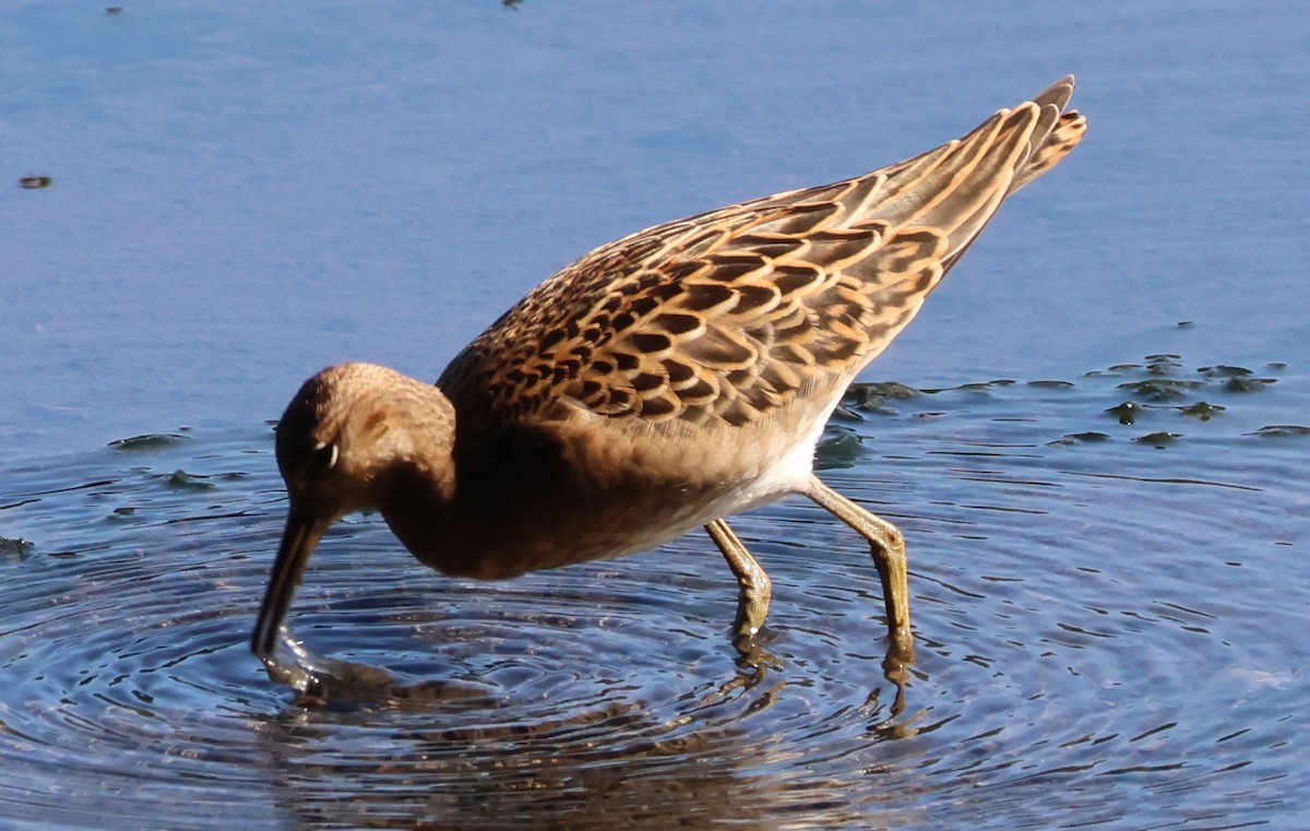 Ноцоо элсэг - ML640797048