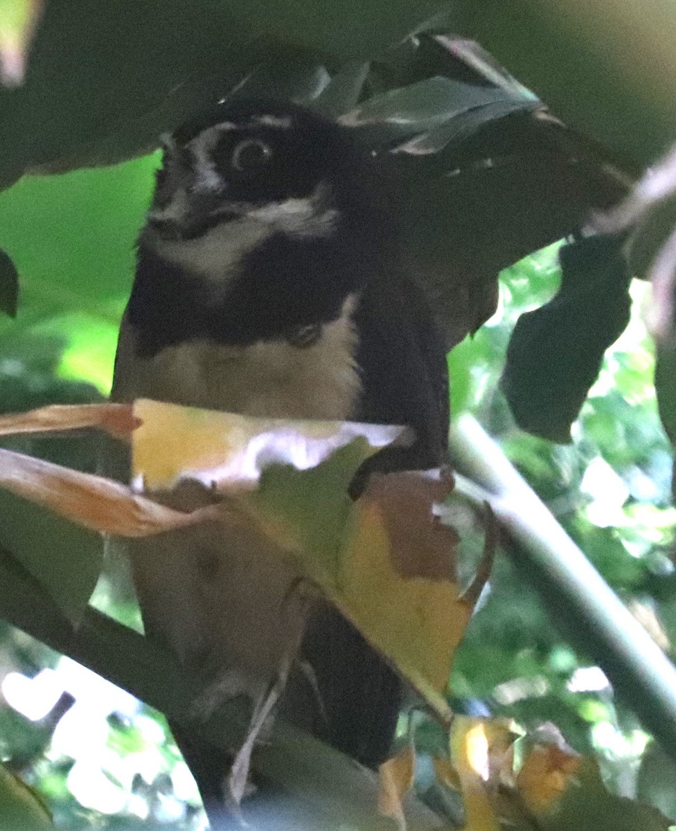 Spectacled Owl - ML640797060