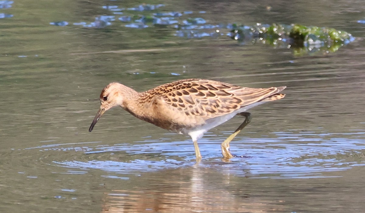 Ноцоо элсэг - ML640797067