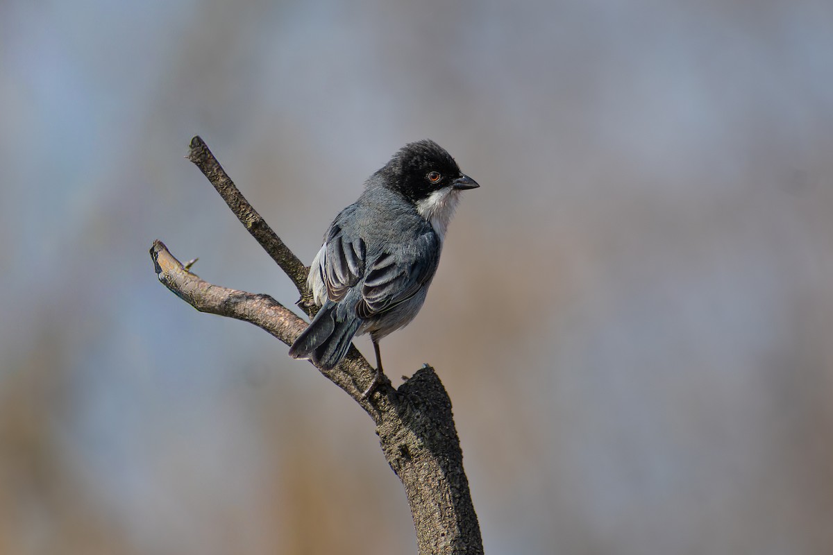 Black-capped Warbling Finch - ML640797123