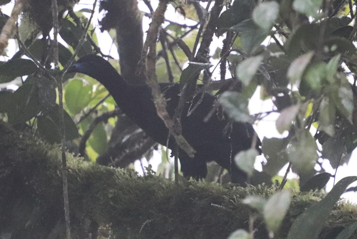 Schwarzguan - ML640797132