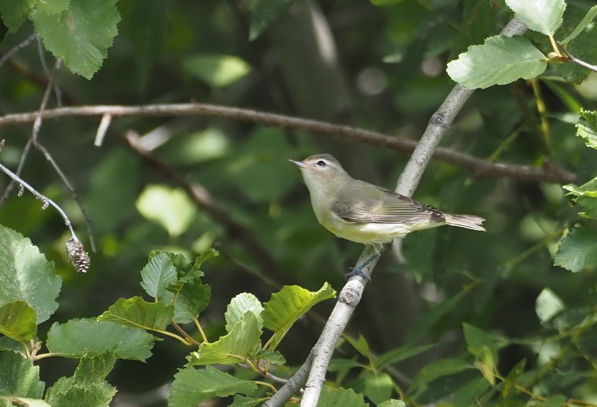 Western Warbling Vireo - ML640797139