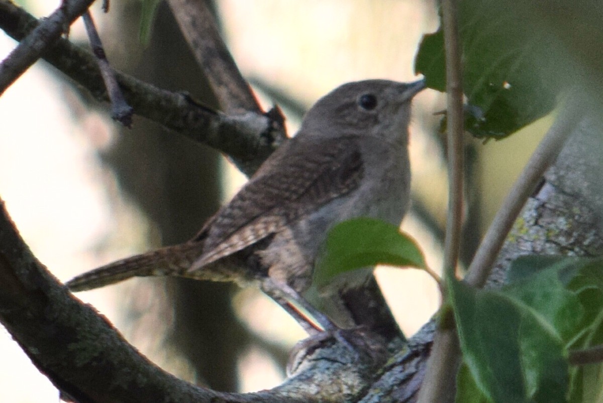 Northern House Wren - ML640797151