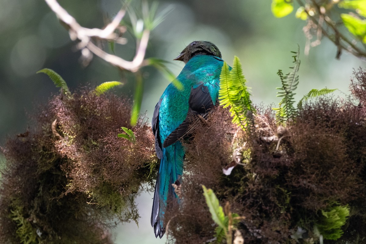 Quetzal doré - ML640797154