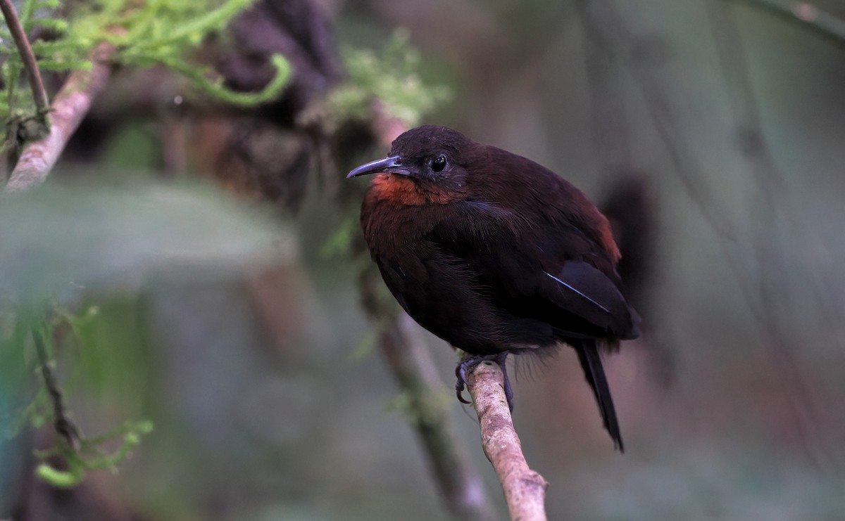 South American Leaftosser (Dusky) - ML640797167
