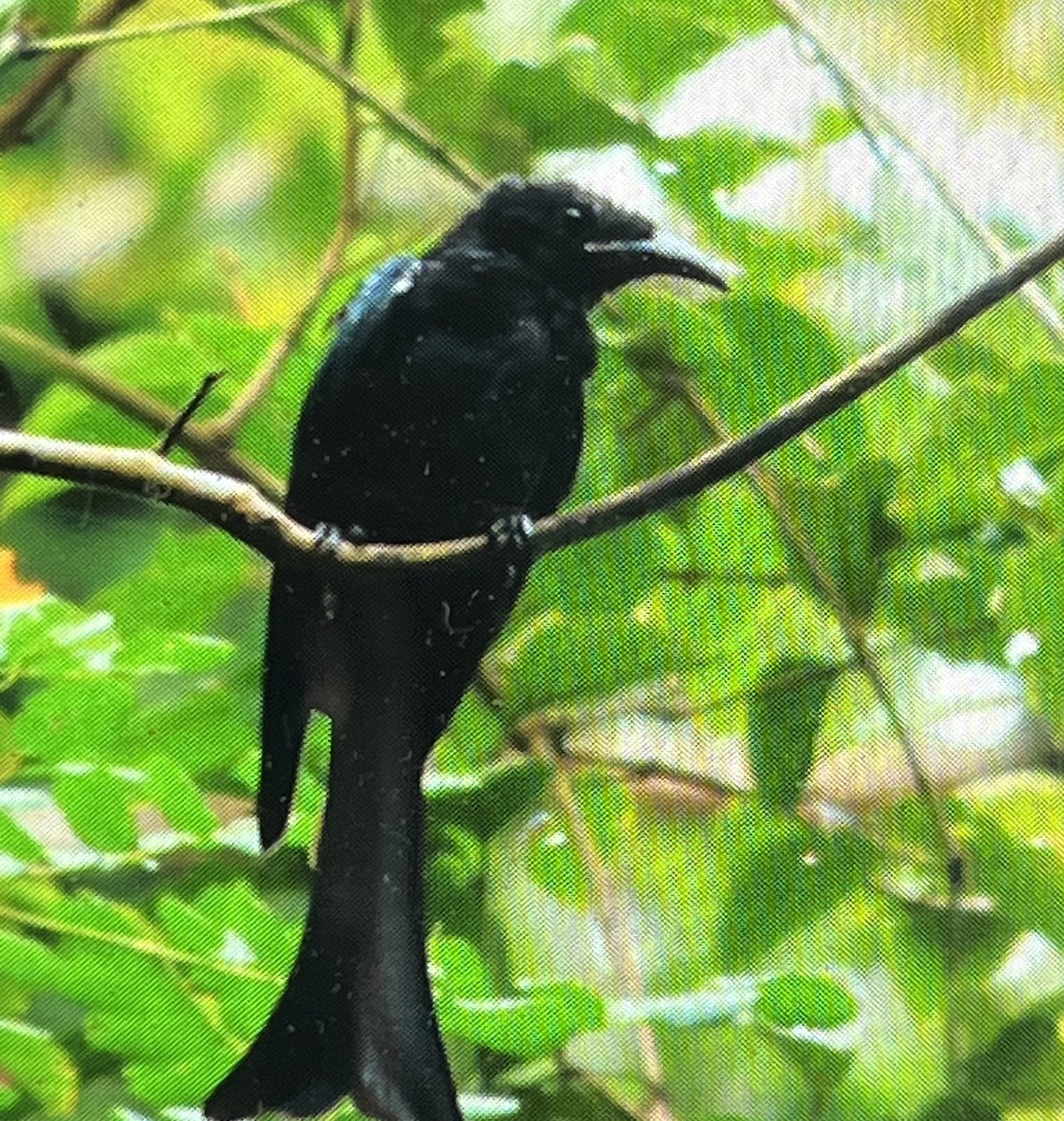 Hair-crested Drongo (Hair-crested) - ML640797169