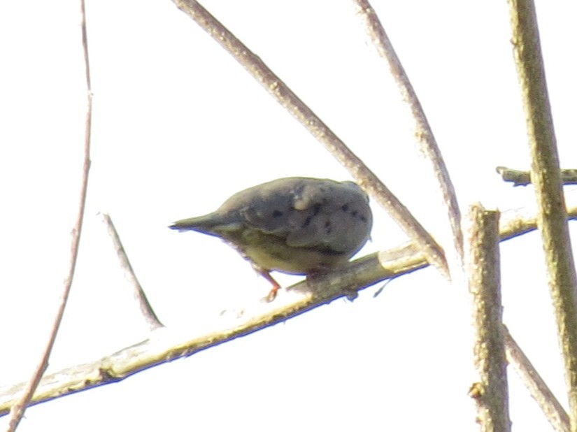 Plain-breasted Ground Dove - ML640797217