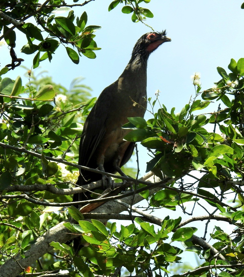 sinaloahokko - ML640797280