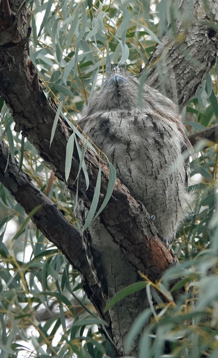 Tawny Frogmouth - ML640797328