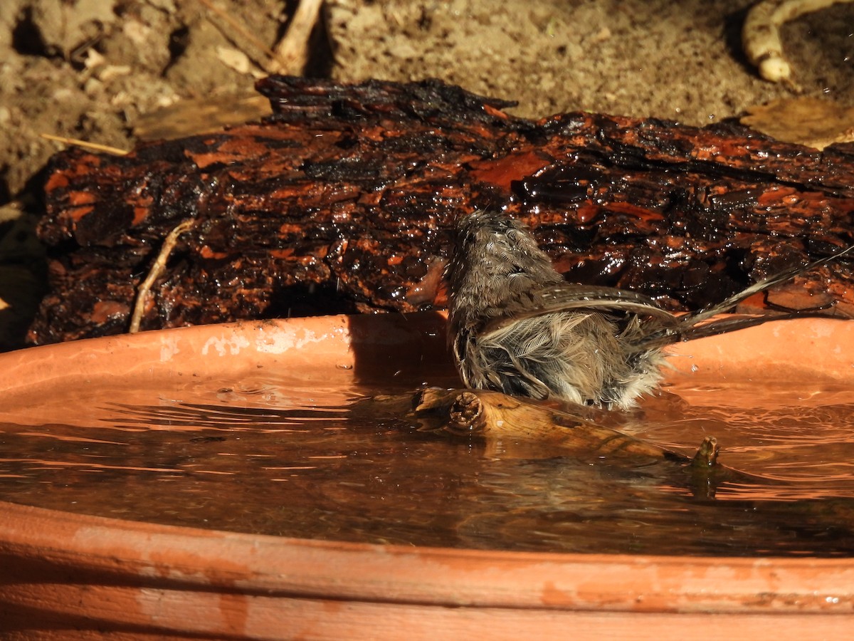 Wrentit - ML640797345