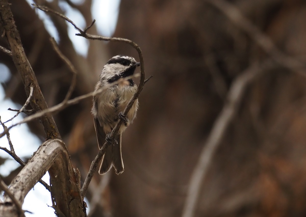 Mountain Chickadee - ML640797359