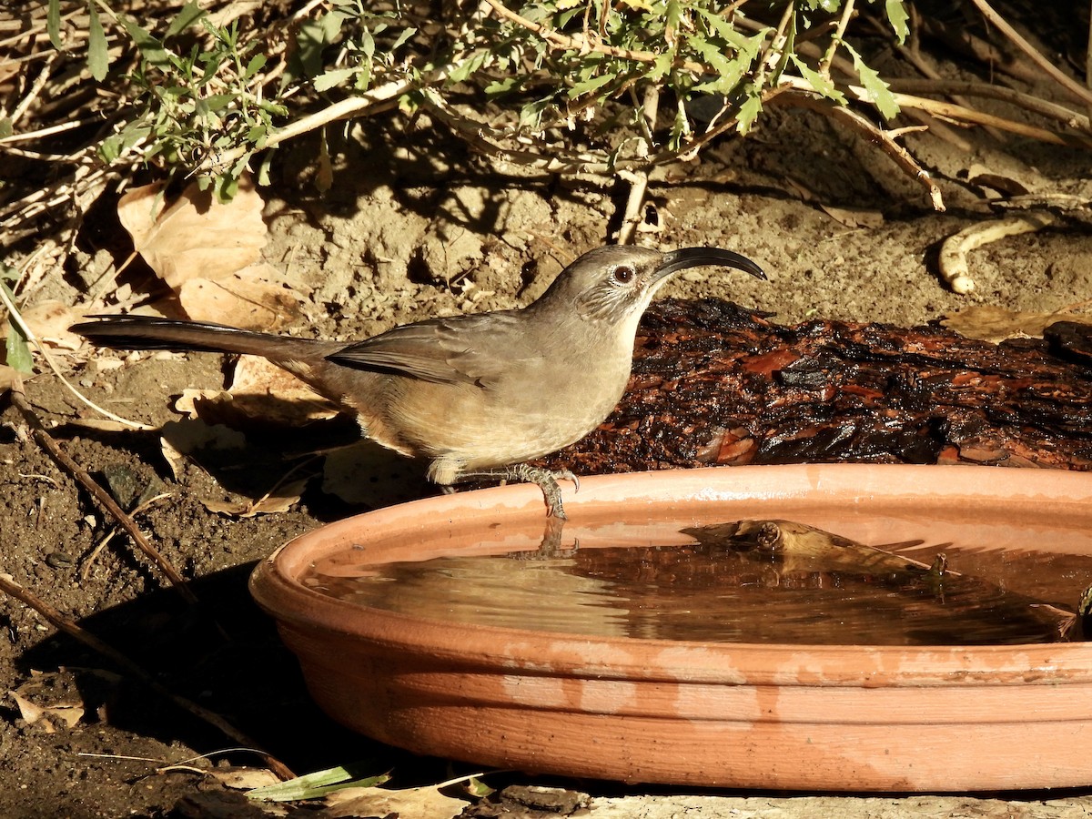 California Thrasher - ML640797360