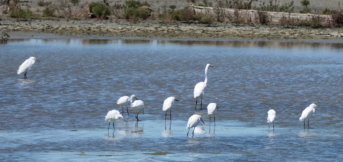 Snowy Egret - ML640797421