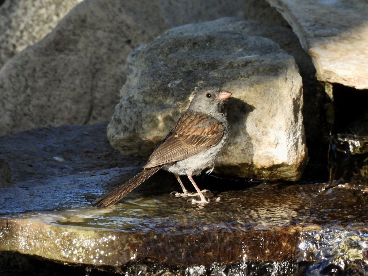 Black-chinned Sparrow - ML640797426