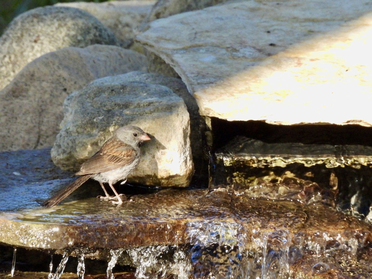 Black-chinned Sparrow - ML640797427