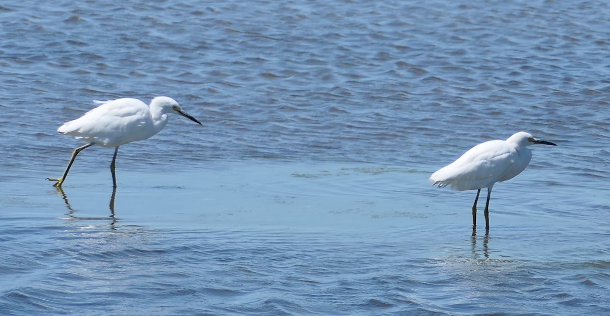 Snowy Egret - ML640797439