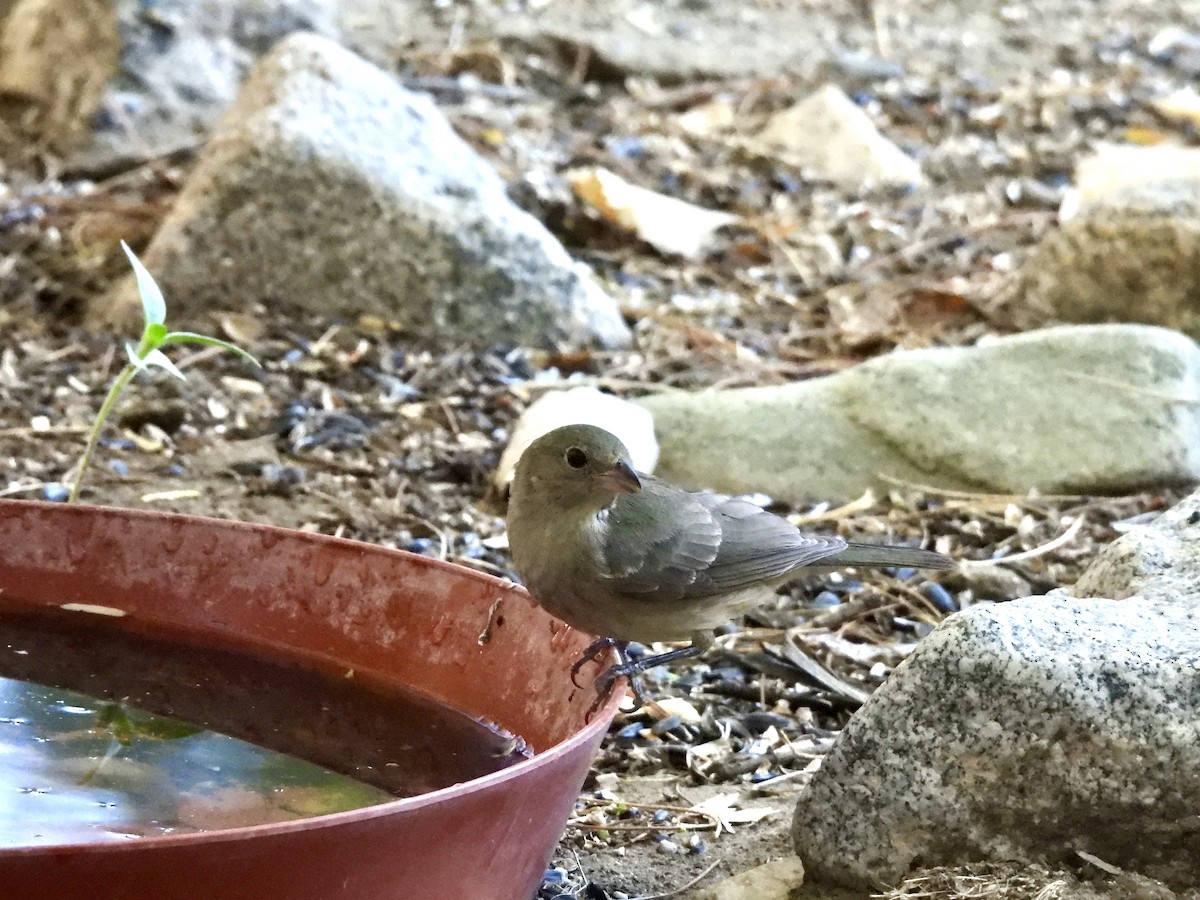 Painted Bunting - ML640797441