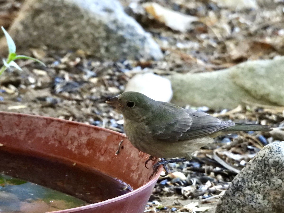 Painted Bunting - ML640797442