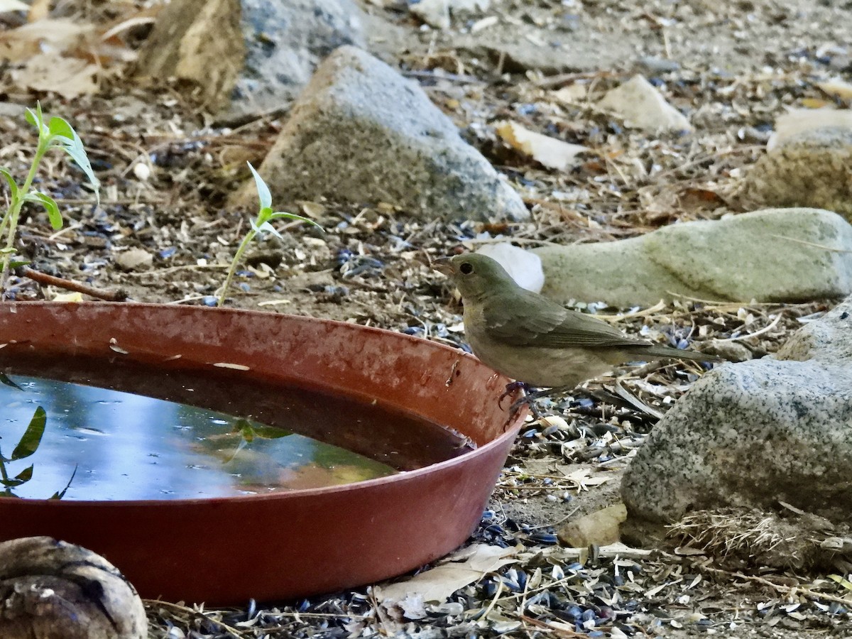 Painted Bunting - ML640797443