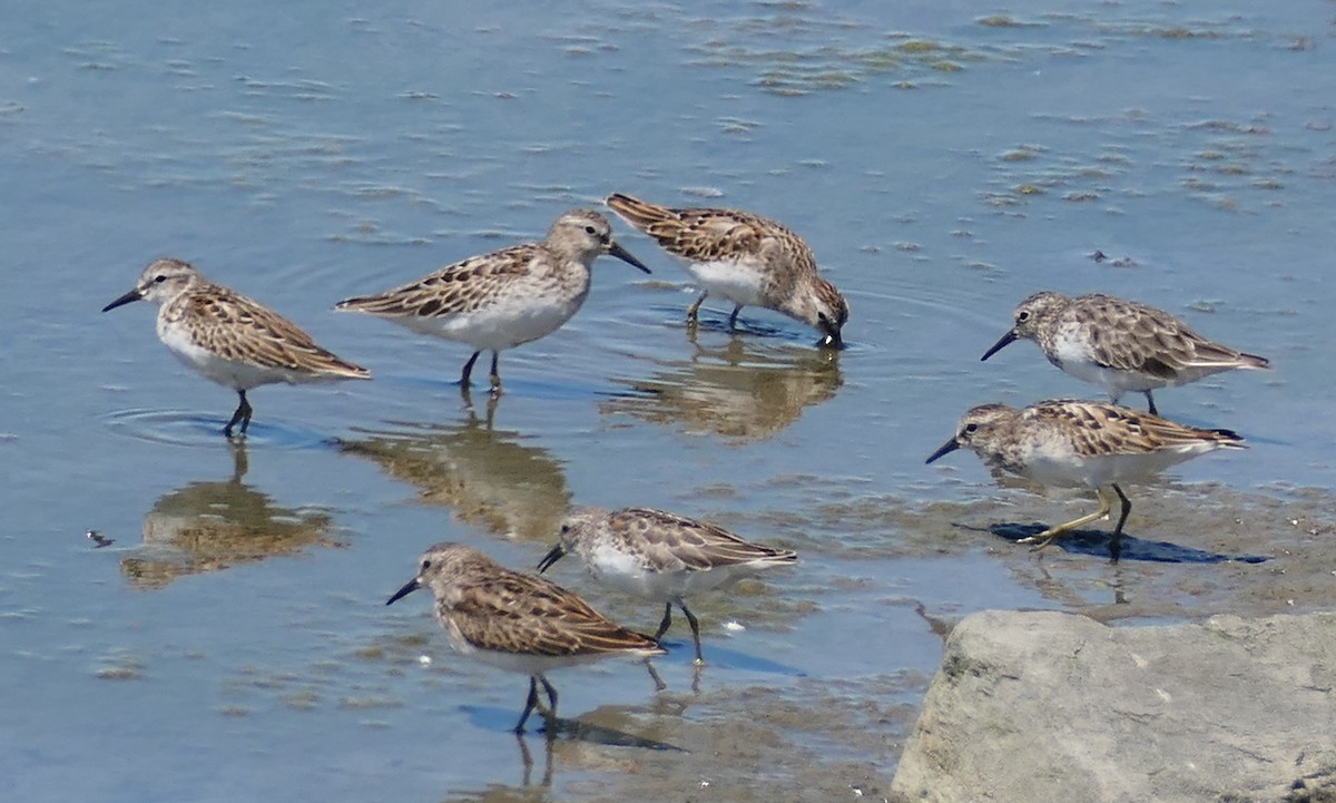 Least Sandpiper - ML640797453