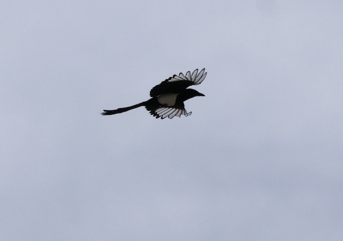 Black-billed Magpie - ML640797473