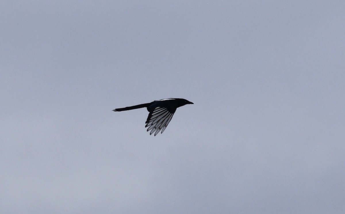 Black-billed Magpie - ML640797474