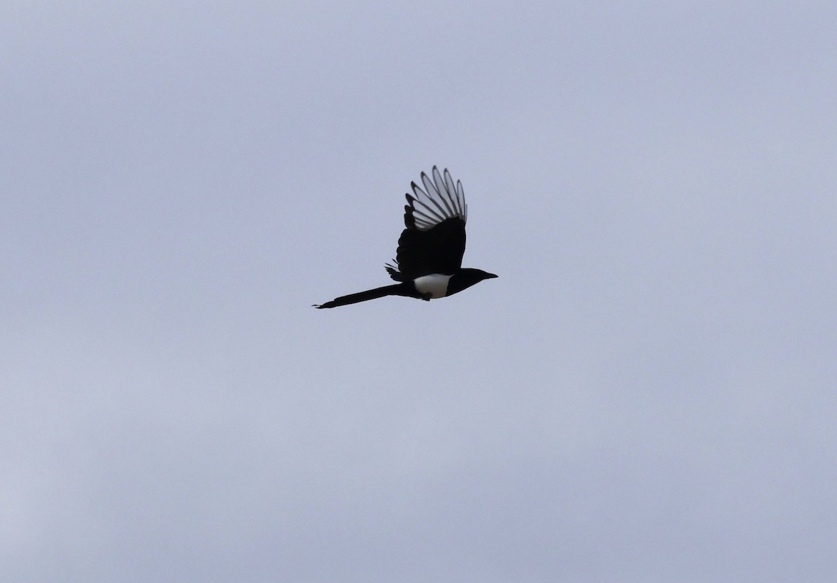 Black-billed Magpie - ML640797475