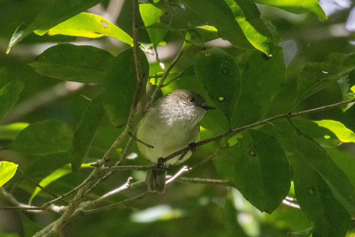 Mountain Thornbill - ML640797501