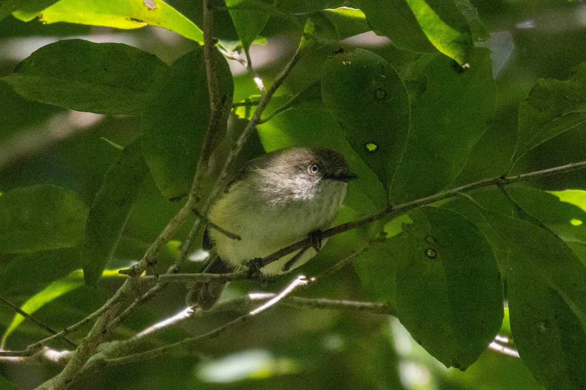 Mountain Thornbill - ML640797503