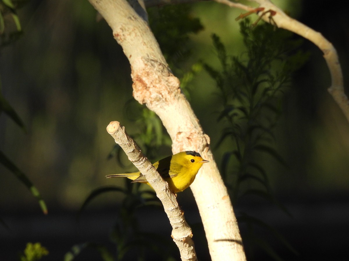 Wilson's Warbler - ML640797511
