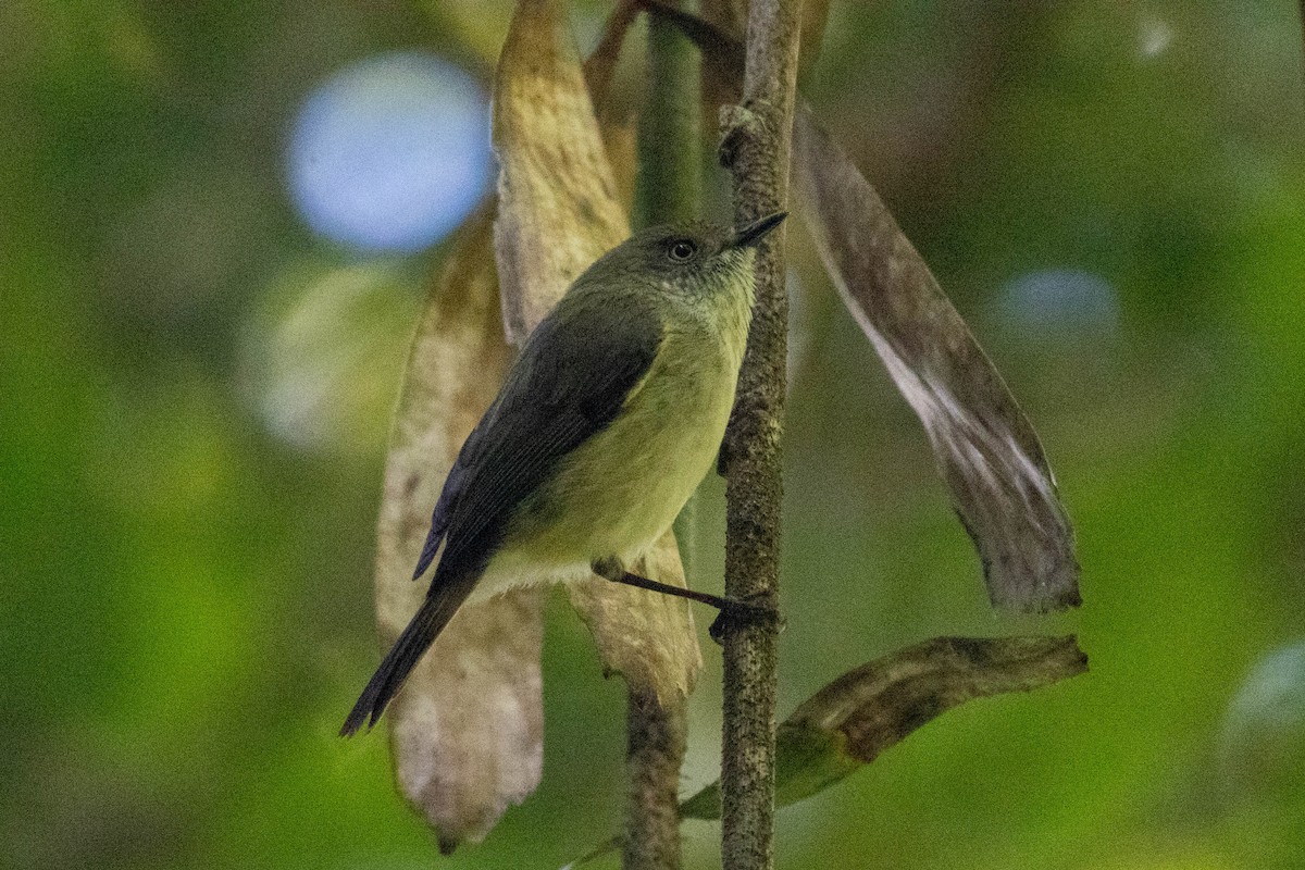 Mountain Thornbill - ML640797520