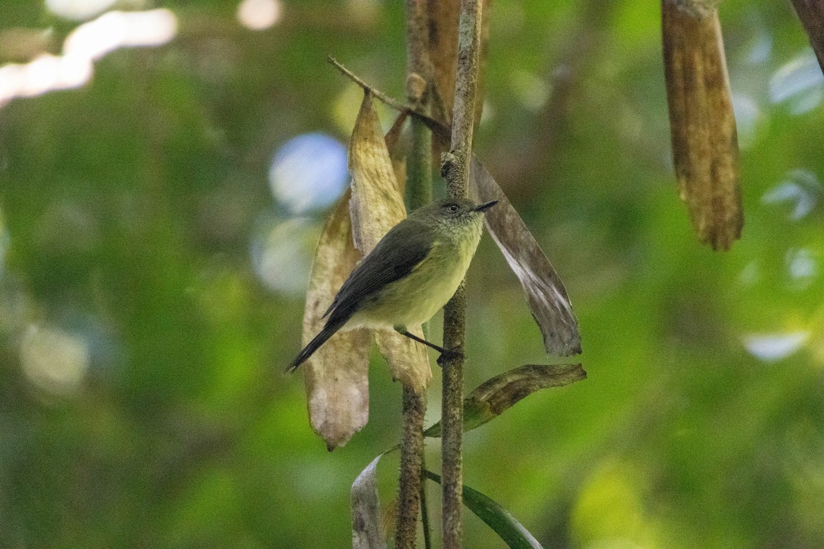 Mountain Thornbill - ML640797521