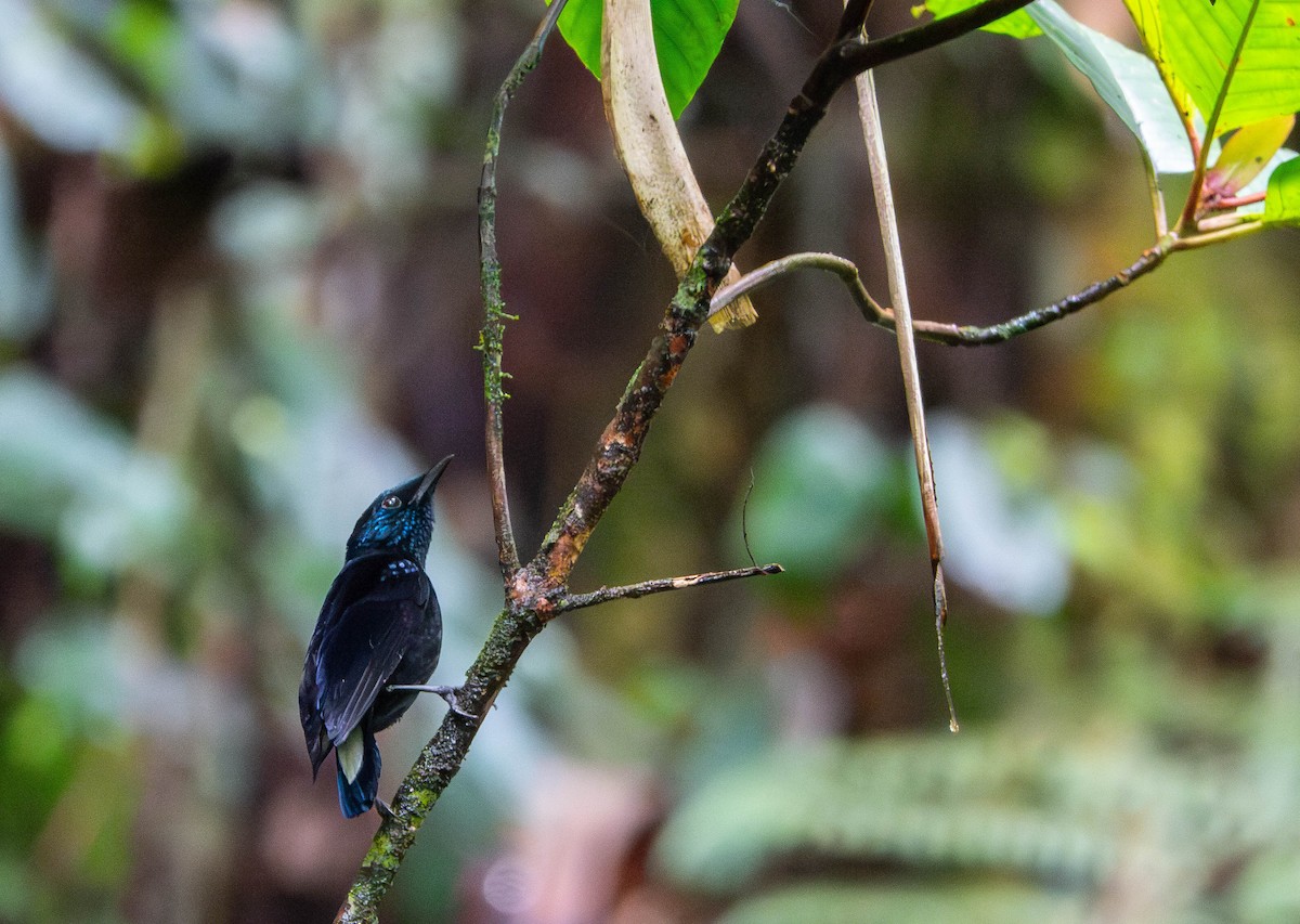 Taveuni Silktail - ML640797522